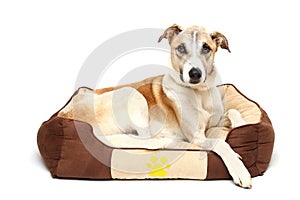 Happy dog is resting white background