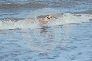 Happy dog retriever at the sea coast