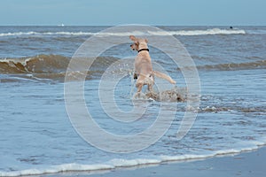 Happy dog retriever at the sea coast