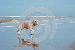 Happy dog retriever at the sea coast