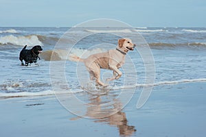 Happy dog retriever at the sea coast