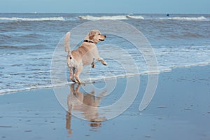Happy dog retriever at the sea coast