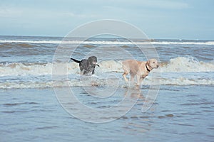 Happy dog retriever at the sea coast