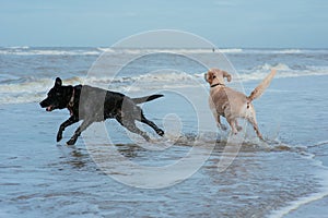 Happy dog retriever at the sea coast