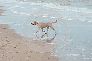 Happy dog retriever at the sea coast