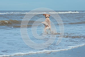 Happy dog retriever at the sea coast