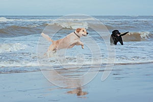 Happy dog retriever at the sea coast