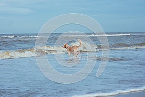 Happy dog retriever at the sea coast