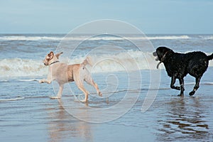 Happy dog retriever at the sea coast