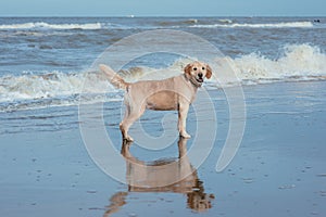 Happy dog retriever at the sea coast