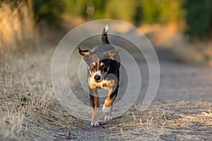 Happy dog run in the park, appenzeller sennenhund