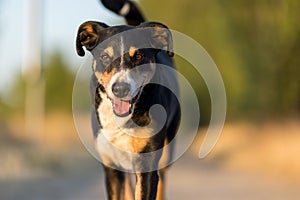 Happy dog run in the park, appenzeller sennenhund