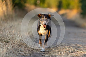 Happy dog run in the park, appenzeller sennenhund