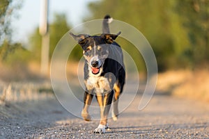 Happy dog run in the park, appenzeller sennenhund