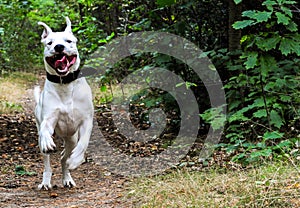 Happy dog runnig wild photo