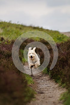 Happy dog running