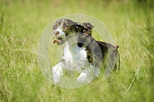 Happy Dog Running