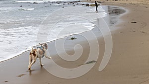 Dog Running on Beach in California photo