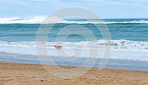 Happy dog running along a sandy beach beautiful turquoise sea