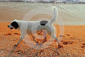 Happy dog running along sea coast