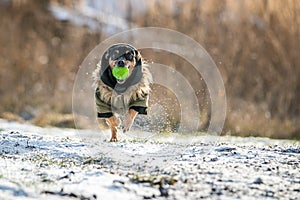 happy dog running with ball