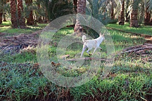 Happy dog running through fields and meadows in Wahat Bahariya in Egypt