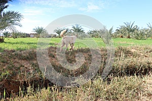 Happy dog running through fields and meadows in Wahat Bahariya in Egypt