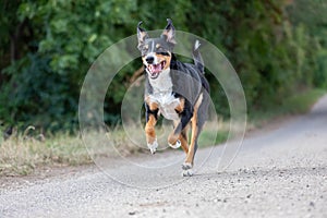 Happy dog is running with flappy ears, Appenzeller Sennenhund