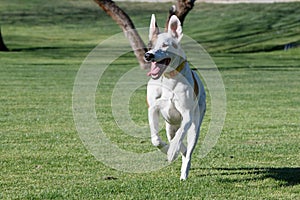 Happy dog running in the grass