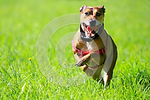 Happy dog running through green grass.