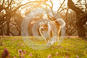 A happy dog is running by the meadow.