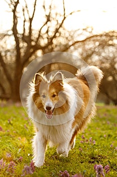 A happy dog is running by the meadow.