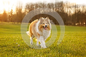 A happy dog is running by the meadow.