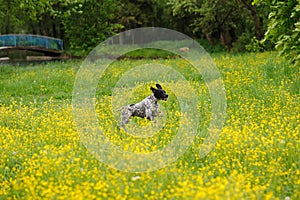 Happy dog running through a meadow with buttercups