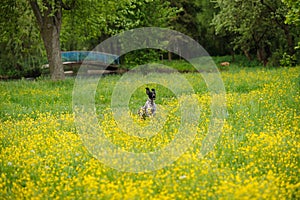 Happy dog running through a meadow with buttercups