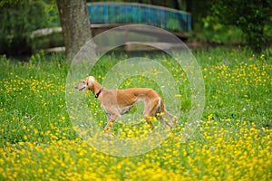 Happy dog running through a meadow with buttercups