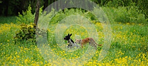 Happy dog running through a meadow with buttercups