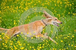 Happy dog running through a meadow with buttercups