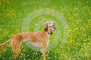 Happy dog running through a meadow with buttercups