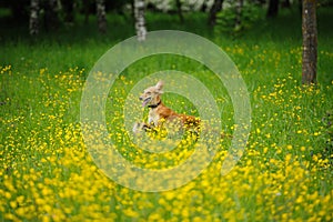 Happy dog running through a meadow with buttercups