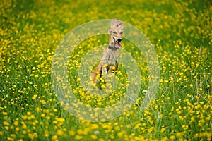 Happy dog running through a meadow with buttercups