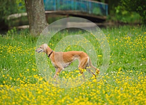 Happy dog running through a meadow with buttercups