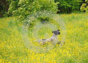 Happy dog running through a meadow with buttercups