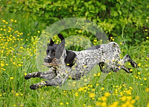 Happy dog running through a meadow with buttercups