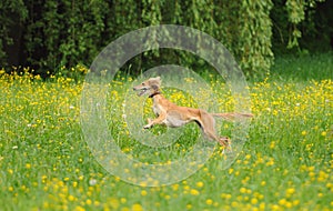 Happy dog running through a meadow with buttercups