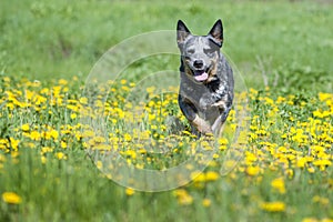 Happy dog running through a meadow with dandelions.