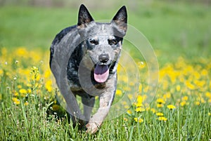 Happy dog running through a meadow with dandelions.