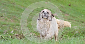 Happy dog running outdoors on a sunny summer day by green grass