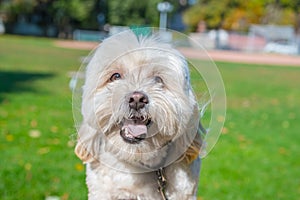 Happy dog running in park