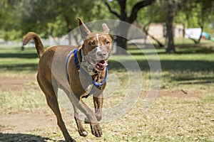 Happy Dog Running in the Park